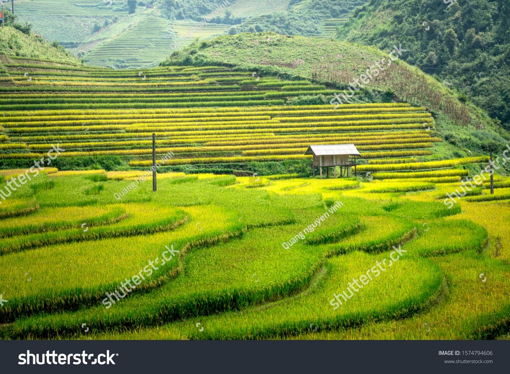 Ruộng bậc thang Tây Bắc MRBT-021